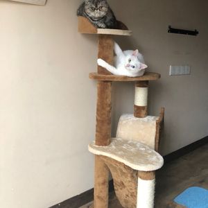 国产国语一级毛片在线视频
